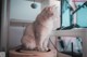 A cat sitting on top of a scratching post.